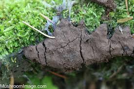 Attēlu rezultāti vaicājumam “Symphytocarpus flaccidus stalked”