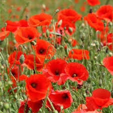 Attēlu rezultāti vaicājumam “Papaver rhoeas flower”