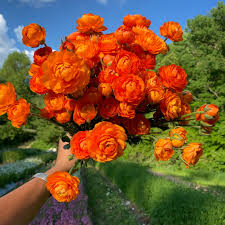 Attēlu rezultāti vaicājumam “Ranunculus brunnescens”