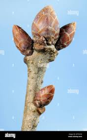Attēlu rezultāti vaicājumam “Quercus robur bud”