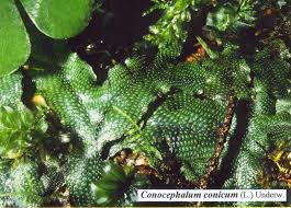 Attēlu rezultāti vaicājumam “Conocephalum”