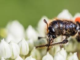 Attēlu rezultāti vaicājumam “Trichodes apiarius”