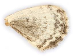 Attēlu rezultāti vaicājumam “Euphyia unangulata”