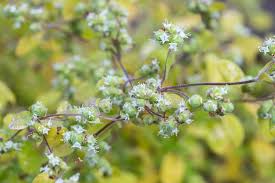 Image result for Origanum majorana
