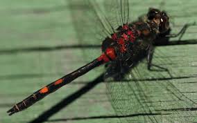 Attēlu rezultāti vaicājumam “Leucorrhinia dubia male”