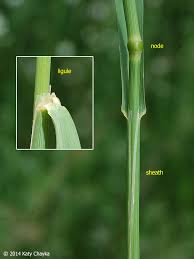 Attēlu rezultāti vaicājumam “Phleum pratense”