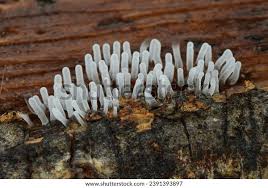 Attēlu rezultāti vaicājumam “Didymium melanospermum spores”