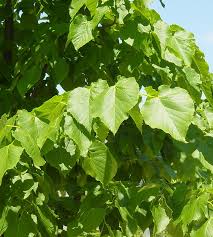 Attēlu rezultāti vaicājumam “Tilia cordata leaf”