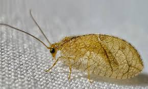 Attēlu rezultāti vaicājumam “Hemerobiidae”