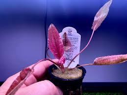 Attēlu rezultāti vaicājumam “Cryptocala chardinyi”