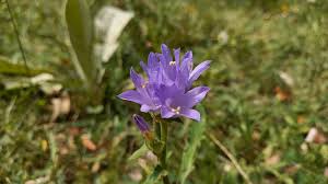 Attēlu rezultāti vaicājumam “Campanula cervicaria”