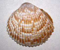 Attēlu rezultāti vaicājumam “Colloderma robustum”