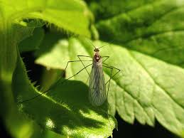 Attēlu rezultāti vaicājumam “Trichocera”