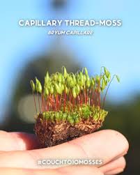 Attēlu rezultāti vaicājumam “Bryum funkii”