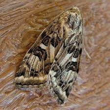 Attēlu rezultāti vaicājumam “Protoschinia scutosa”