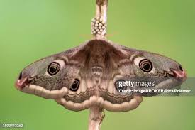 Attēlu rezultāti vaicājumam “Saturnia pavonia eggs”