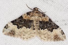 Attēlu rezultāti vaicājumam “Xanthorhoe quadrifasiata”