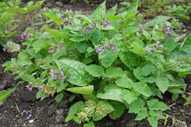 Image result for Pulmonaria officinalis