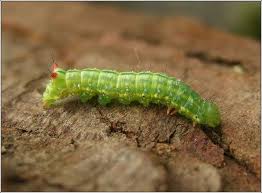 Attēlu rezultāti vaicājumam “Ptilodon capucina larva”