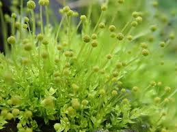 Attēlu rezultāti vaicājumam “Aulacomnium”