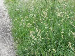 Attēlu rezultāti vaicājumam “Dactylis glomerata subsp. glomerata”