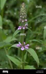 Attēlu rezultāti vaicājumam “Stachys palustris flower”