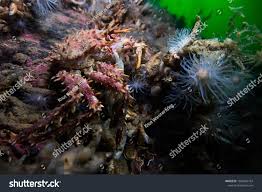 Image result for Lithodes maja