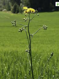 Attēlu rezultāti vaicājumam “Crepis biennis”
