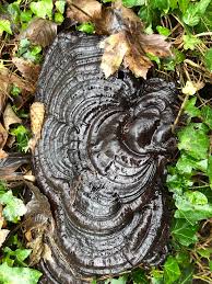 Attēlu rezultāti vaicājumam “Daldinia concentrica”