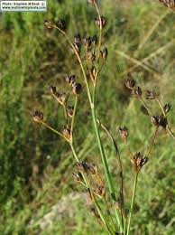 Attēlu rezultāti vaicājumam “Juncus articulatus”