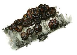 Attēlu rezultāti vaicājumam “Exidia cartilaginea”