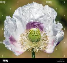 Image result for Papaver somniferum White Cloud