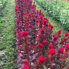 Attēlu rezultāti vaicājumam “Collaria rubens stalked”