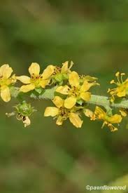 Attēlu rezultāti vaicājumam “Agrimonia pilosa flower”