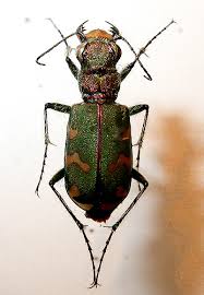 Attēlu rezultāti vaicājumam “Cicindela sylvatica”