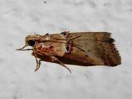 Attēlu rezultāti vaicājumam “Pyralididae”