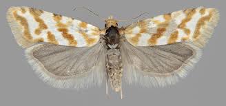 Attēlu rezultāti vaicājumam “Aethes margaritana”