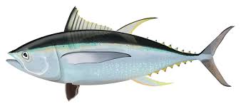 Image result for Thunnus thynnus