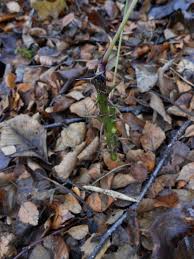 Attēlu rezultāti vaicājumam “Kalopanax septemlobus fruit”