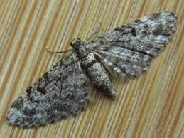 Attēlu rezultāti vaicājumam “Eupithecia tantillaria”