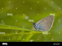 Attēlu rezultāti vaicājumam “Cyaniris semiargus underside”