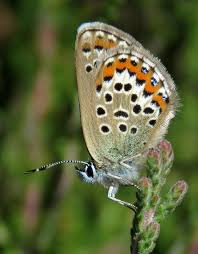 Attēlu rezultāti vaicājumam “Plebejus argus male”