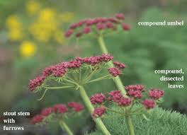 Attēlu rezultāti vaicājumam “Umbelliferae”