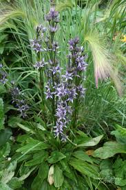 Attēlu rezultāti vaicājumam “Swertia perennis flower”