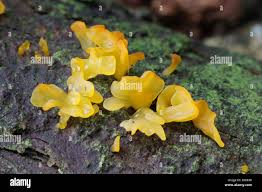 Attēlu rezultāti vaicājumam “Calocera pallidospathulata”