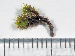 Attēlu rezultāti vaicājumam “Antitrichia curtipendula sporophyte”