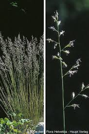 Attēlu rezultāti vaicājumam “Festuca rubra subsp. rubra”