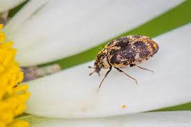 Attēlu rezultāti vaicājumam “Anthrenus museorum”