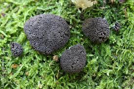 Attēlu rezultāti vaicājumam “Tubifera ferruginosa (subsp. ferruginosa) spores”