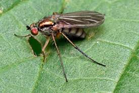 Attēlu rezultāti vaicājumam “Dolichopodidae”